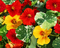 Alaska Mix Nasturtium Seeds