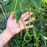 Thunder Mountain Longhorn - Seeds