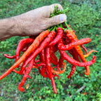 Thunder Cayenne - Seeds