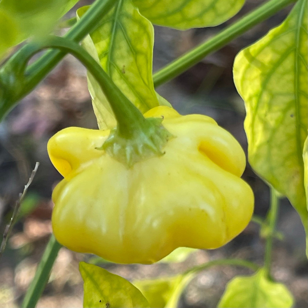 Brazilian Starfish Yellow - Seeds