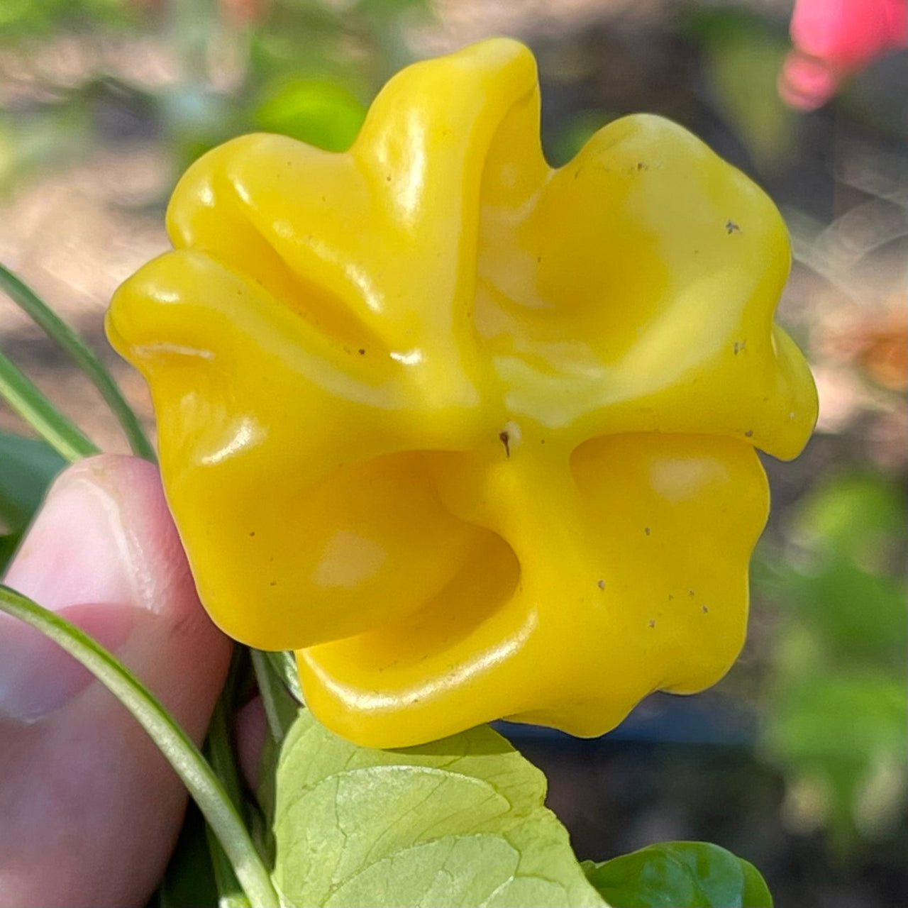 Brazilian Starfish Yellow - Seeds