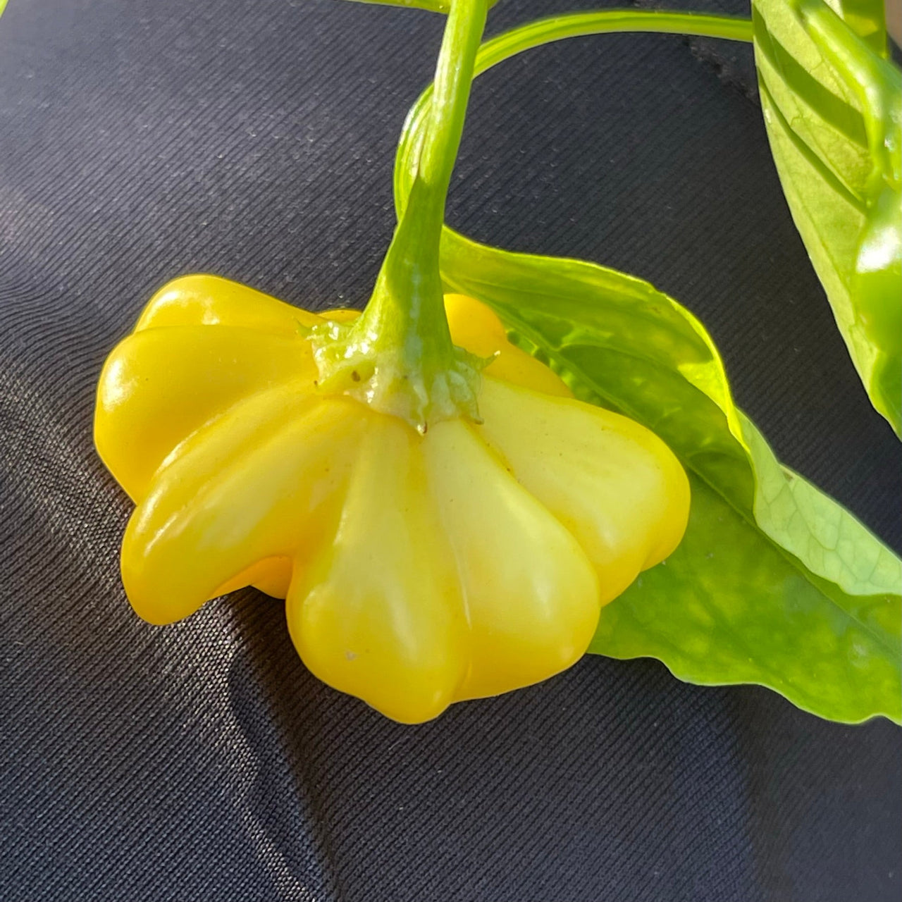 Brazilian Starfish Yellow - Seeds