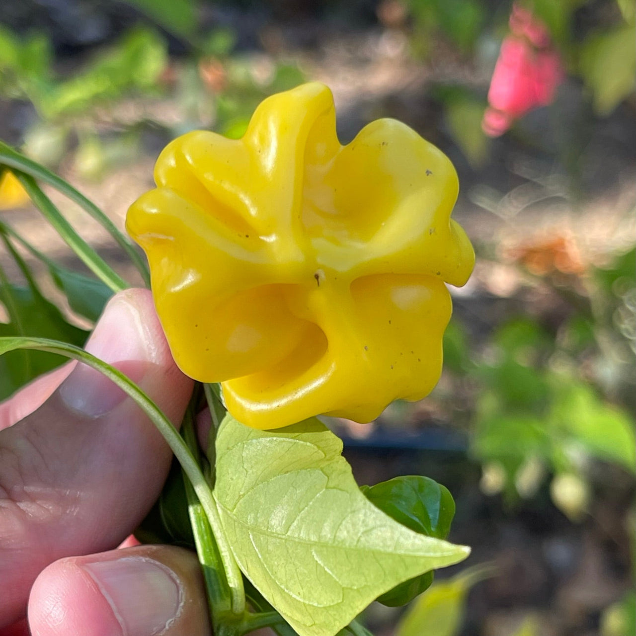 Brazilian Starfish Yellow - Seeds