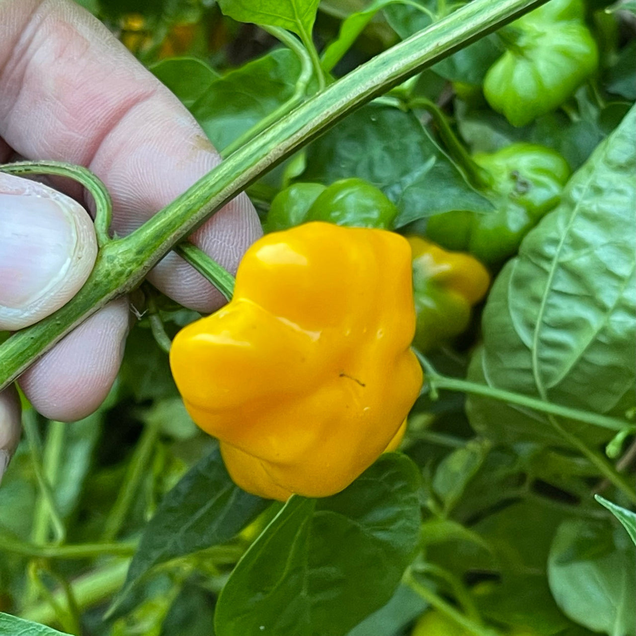 Brazilian Starfish Yellow - Seeds