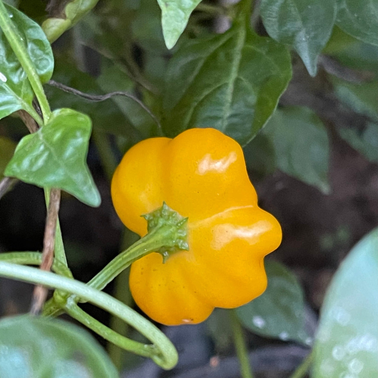 Brazilian Starfish Yellow - Seeds