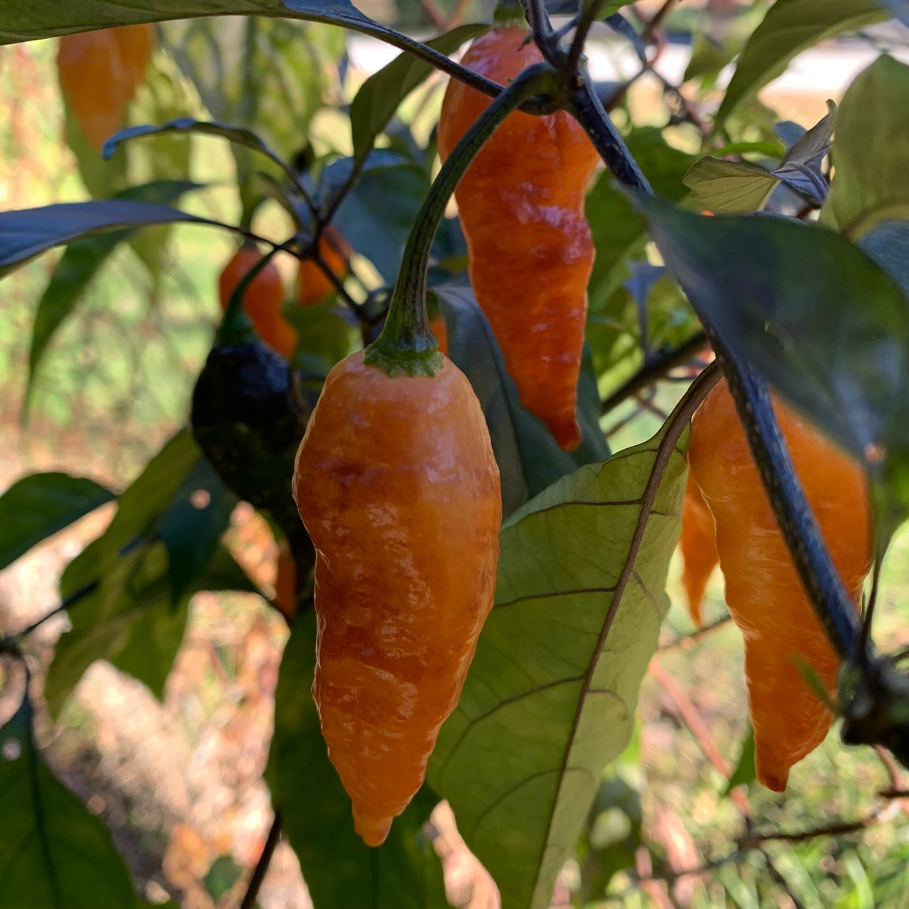 Black Panther Orange - Seeds