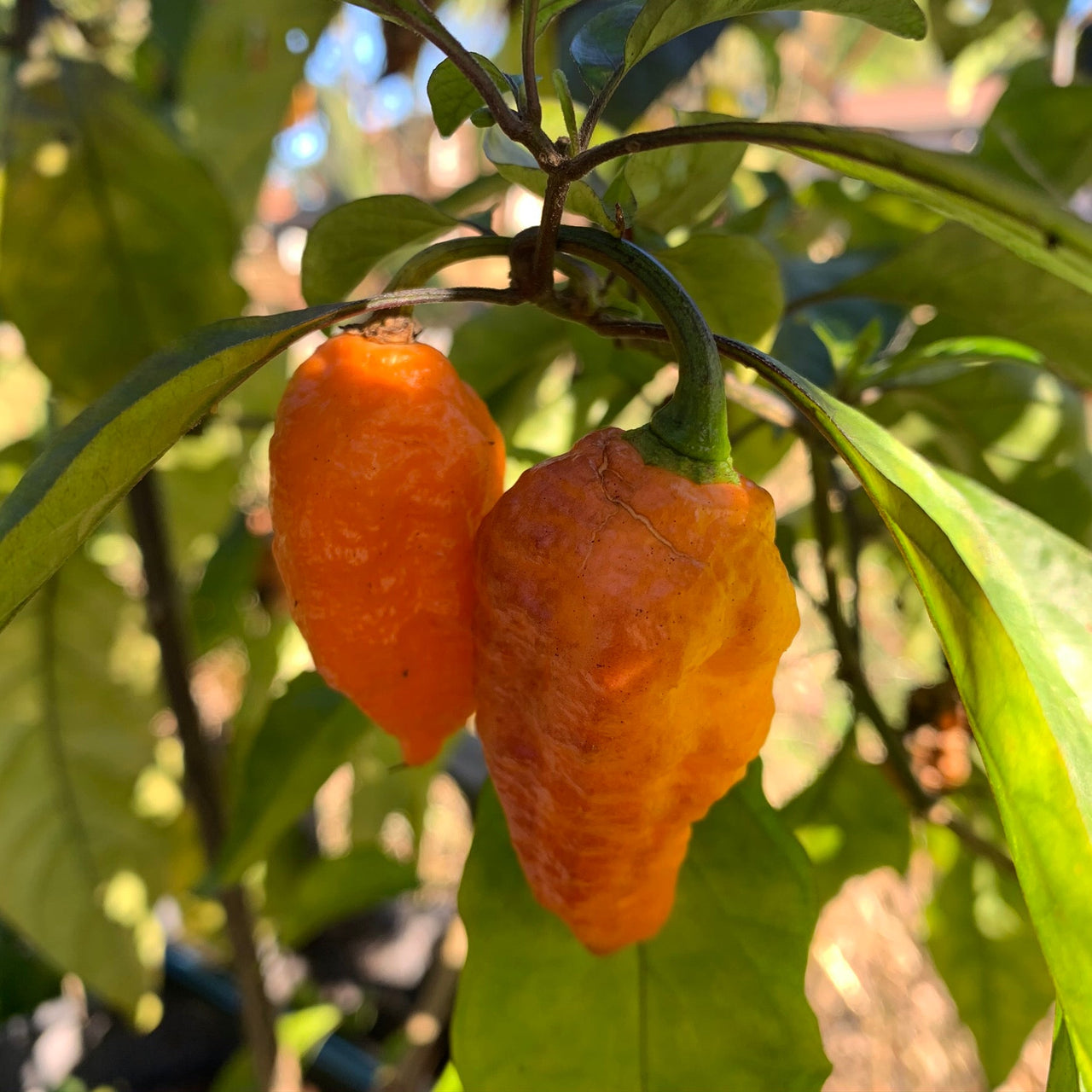 Black Panther Orange - Seeds