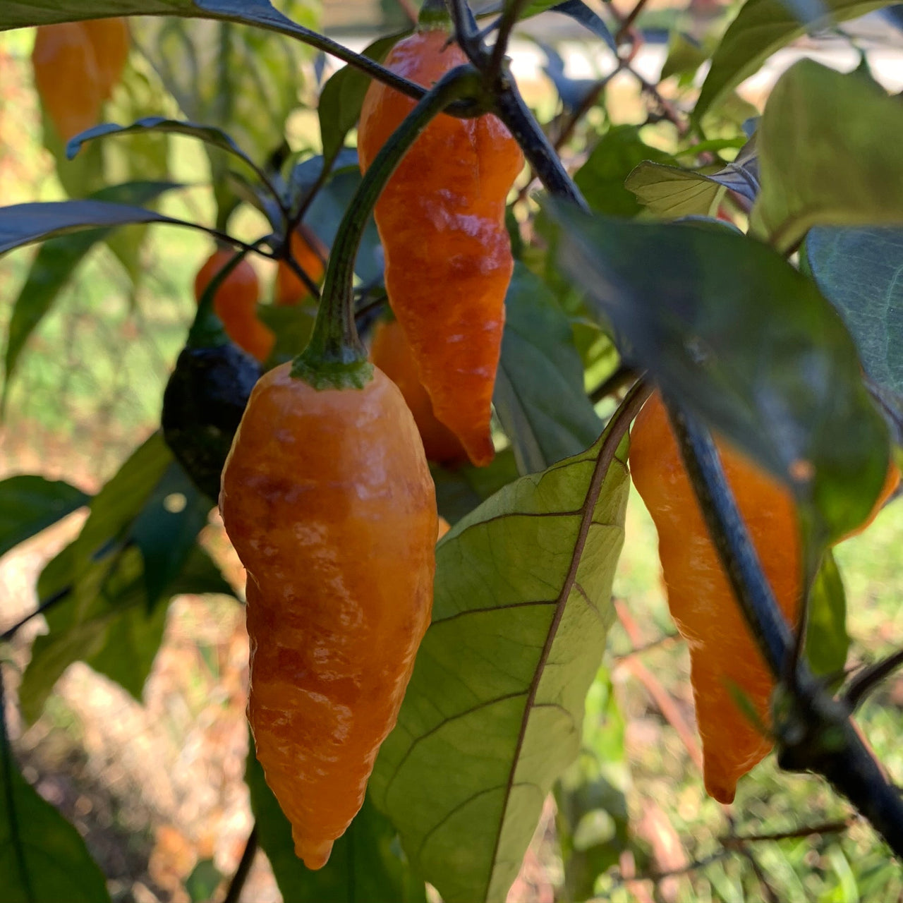 Black Panther Orange - Seeds