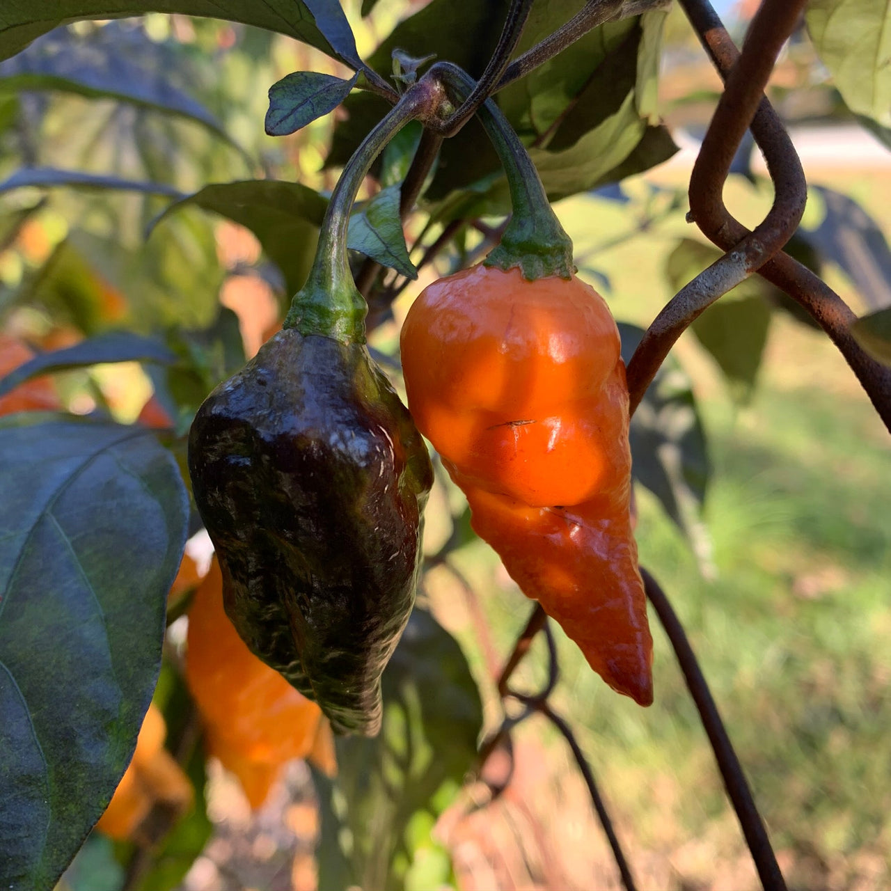 Black Panther Orange - Seeds