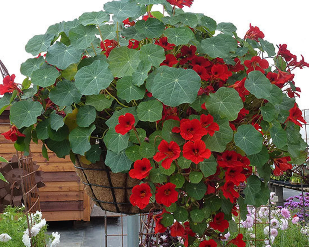 Empress of India Nasturtium Seeds