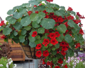 Empress of India Nasturtium Seeds