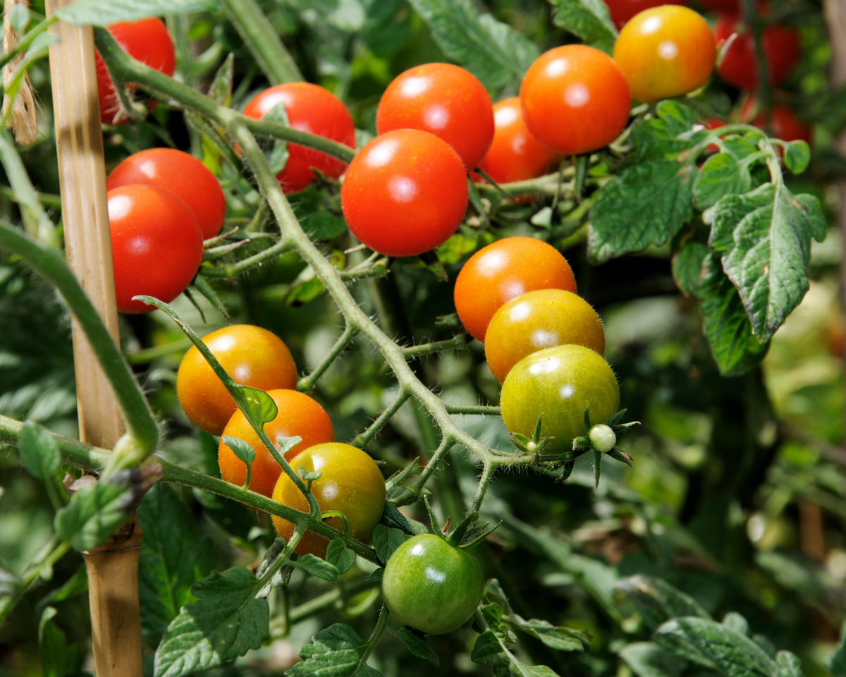 Sweet Million Hybrid Tomato Seeds