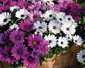 Asti Hybrid Mix Osteospermum Seeds
