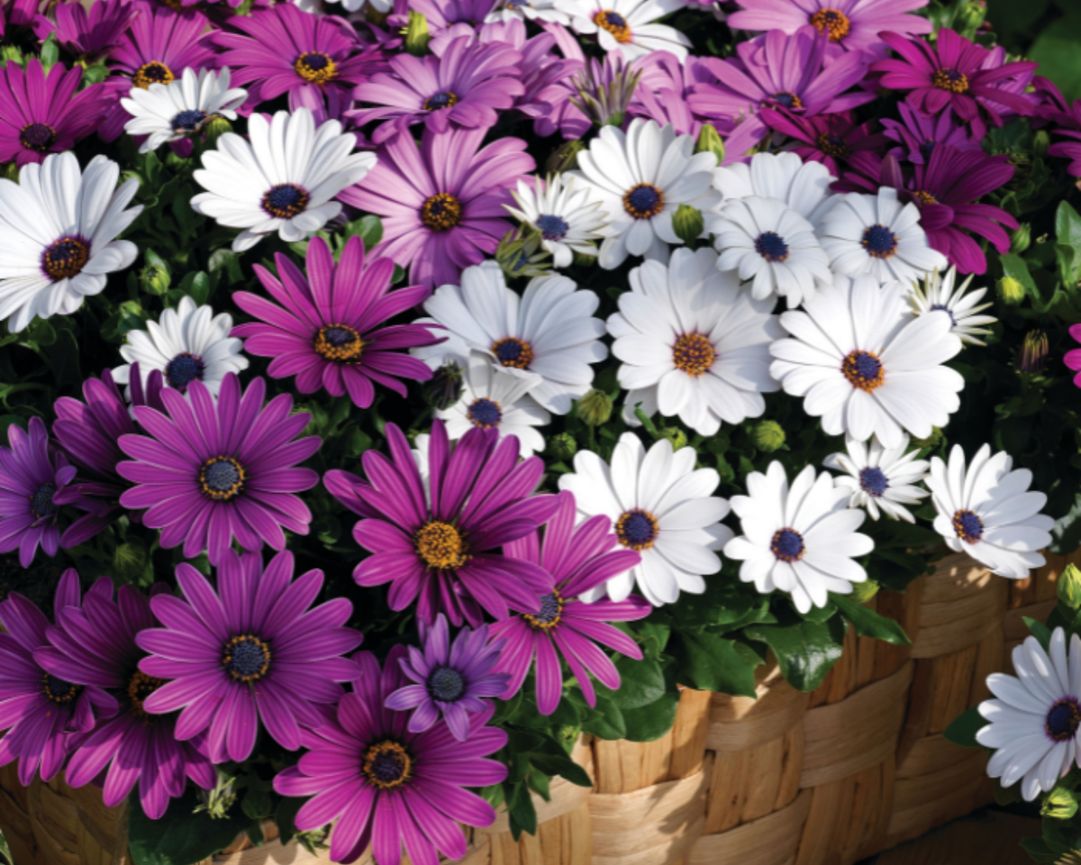Asti Hybrid Mix Osteospermum Seeds