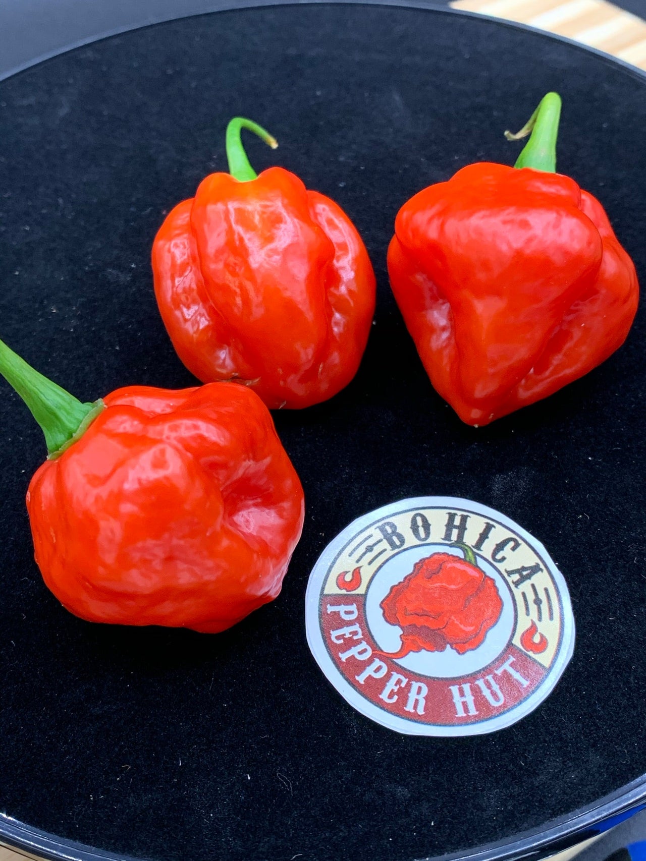 Red Savina x Scotch Bonnet MOA - Seeds