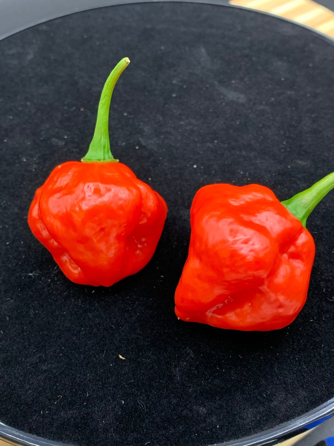 Red Savina x Scotch Bonnet MOA - Seeds