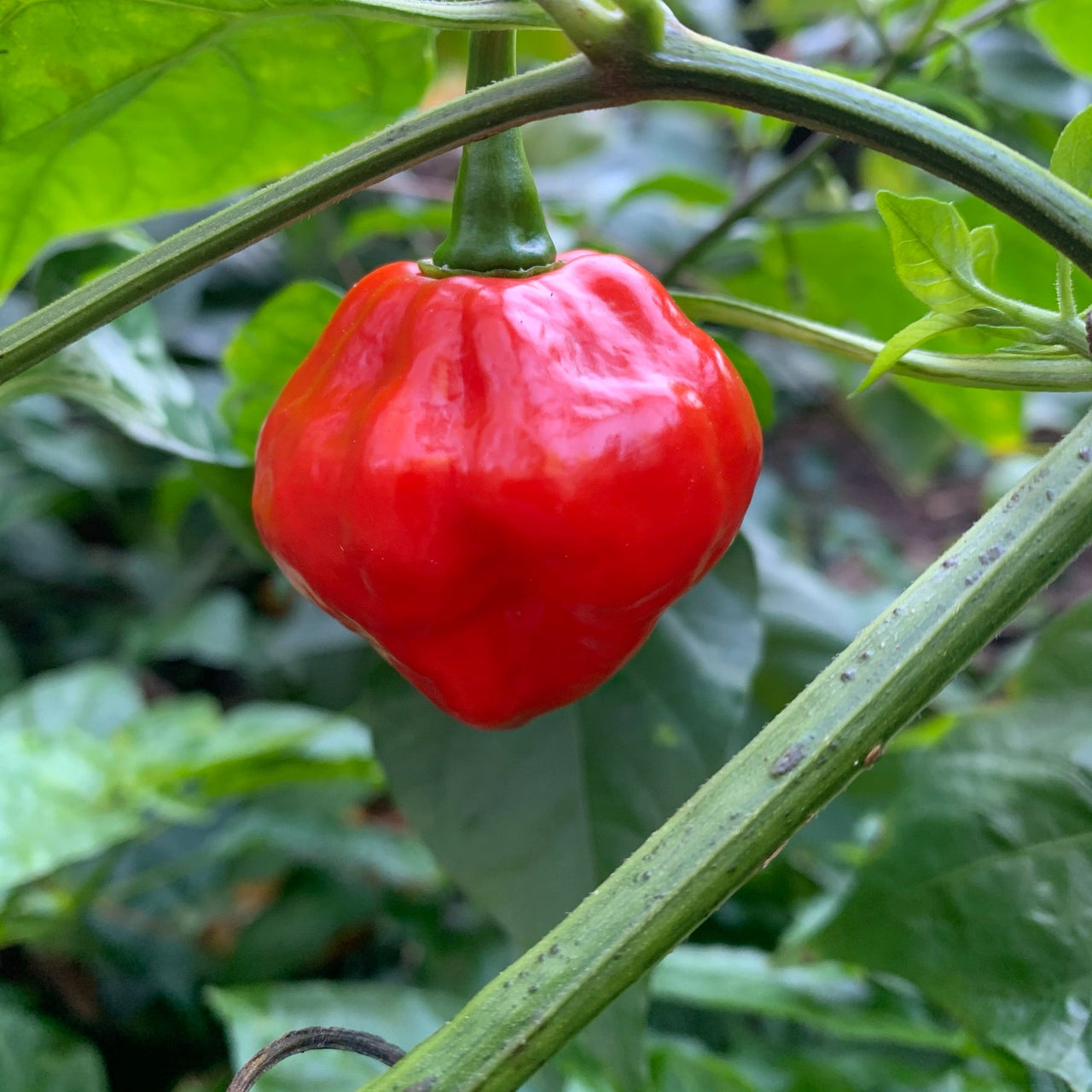 Red Savina x Scotch Bonnet MOA - Seeds