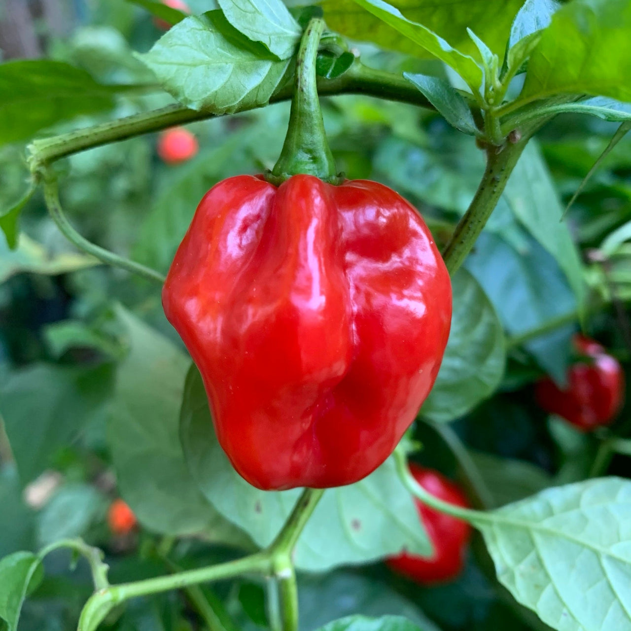 Red Savina x Scotch Bonnet MOA - Seeds