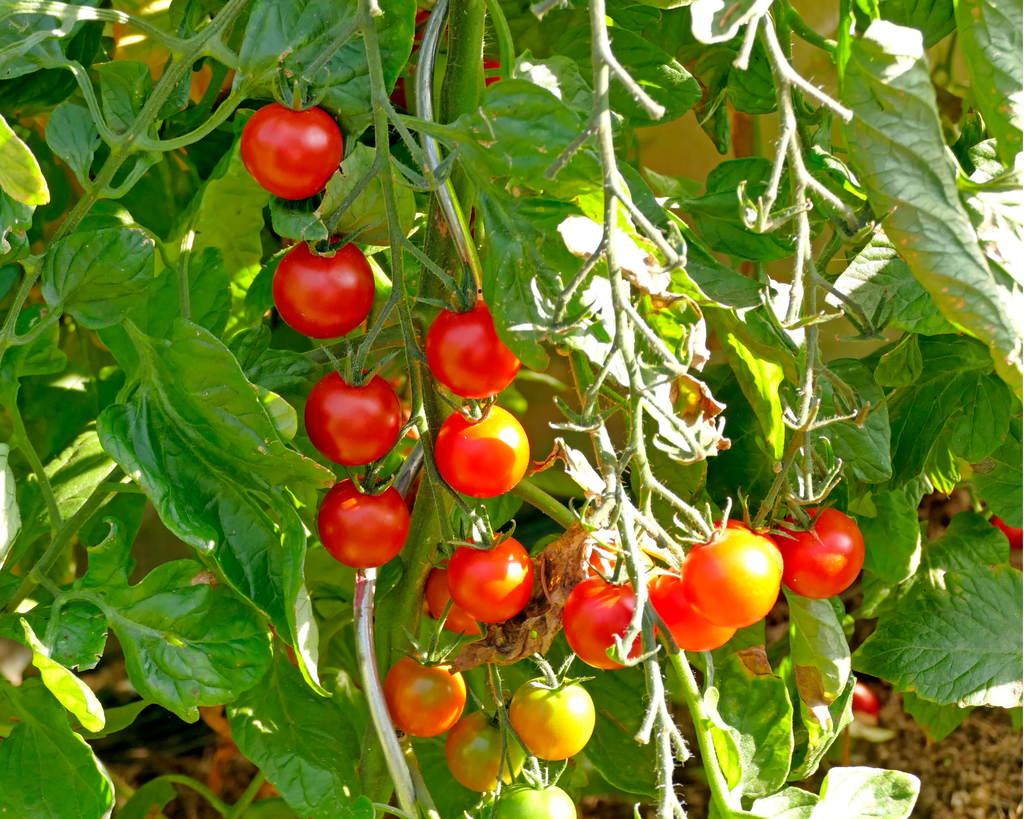 Sweet Million Hybrid Tomato Seeds