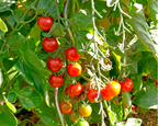 Sweet Million Hybrid Tomato Seeds
