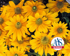 Amarillo Gold Rudbeckia Seeds