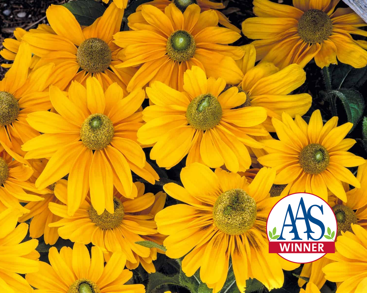 Amarillo Gold Rudbeckia Seeds