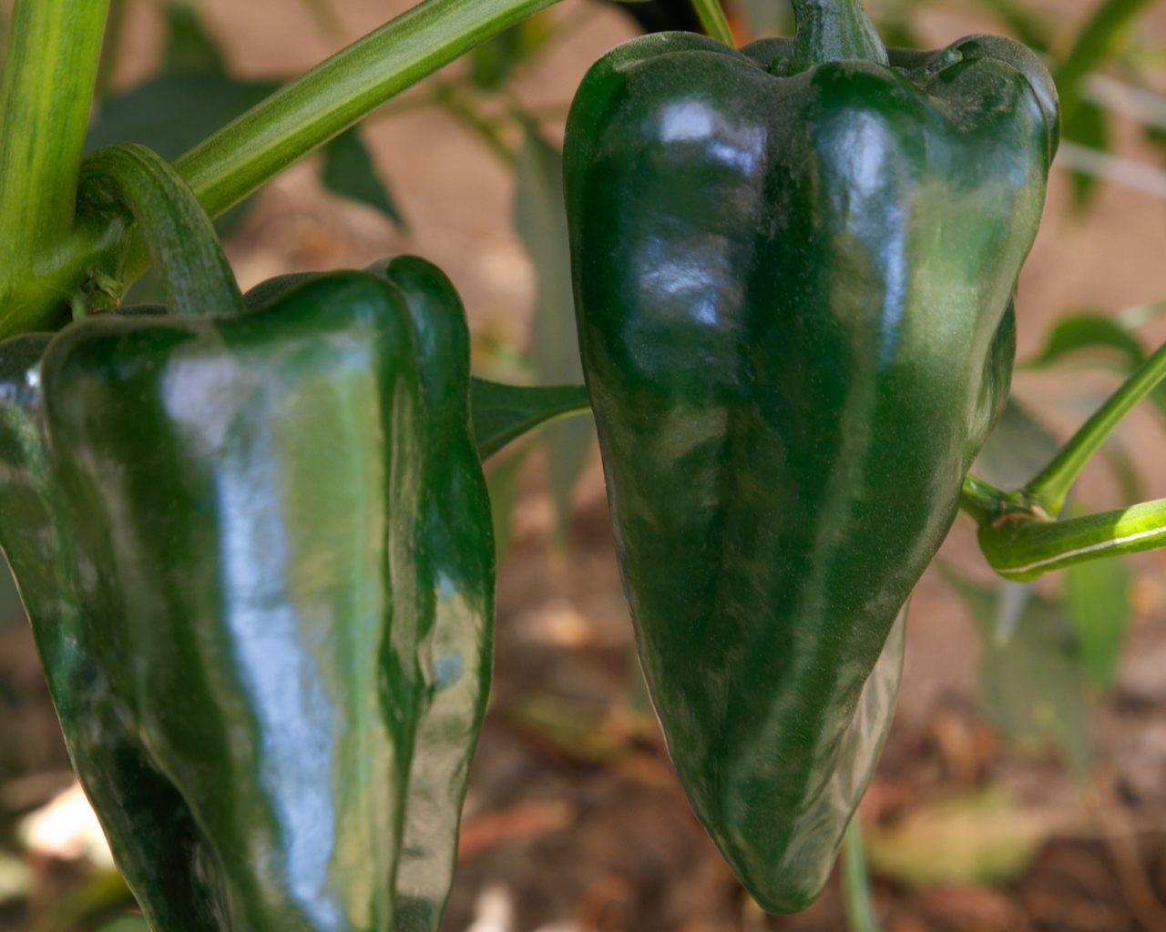 Trident Hybrid Pepper Seeds