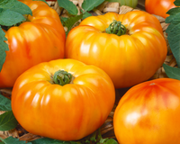Chef's Choice Bicolor Hybrid Tomato Seeds