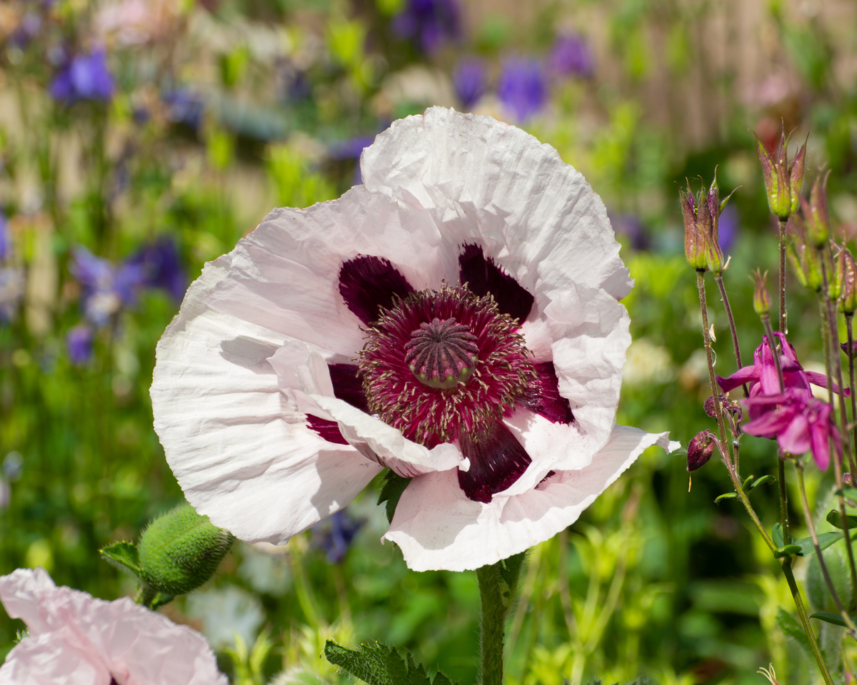 Royal Wedding Oriental Poppy Seeds