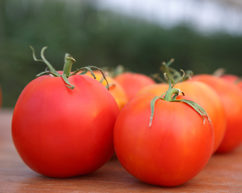 Rubee Dawn Hybrid Tomato Seeds