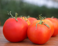 Rubee Dawn Hybrid Tomato Seeds