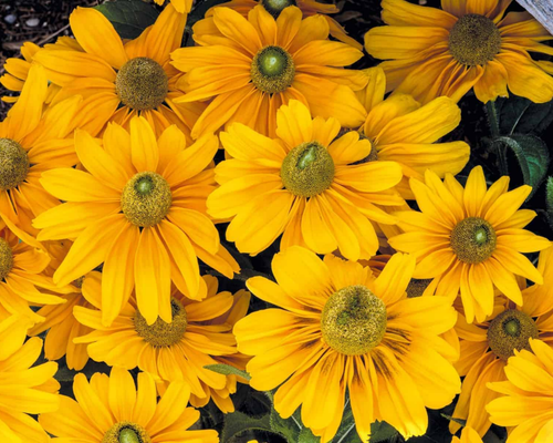 Amarillo Gold Rudbeckia Seeds