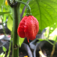 Thumbnail for Best Sellers - Super Hot Pepper Seed Combo Pack (12 Varieties) - Seeds