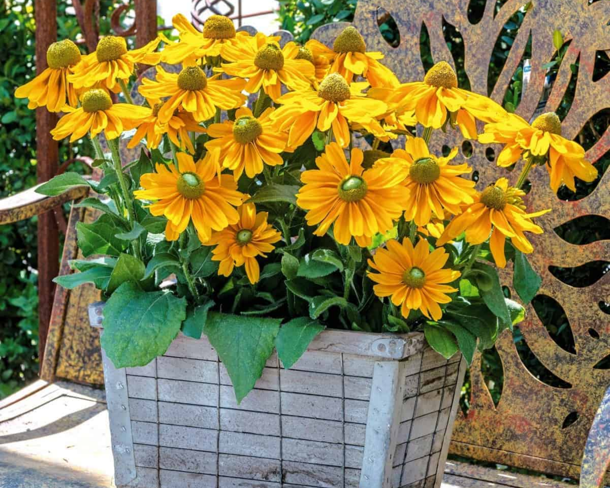 Amarillo Gold Rudbeckia Seeds