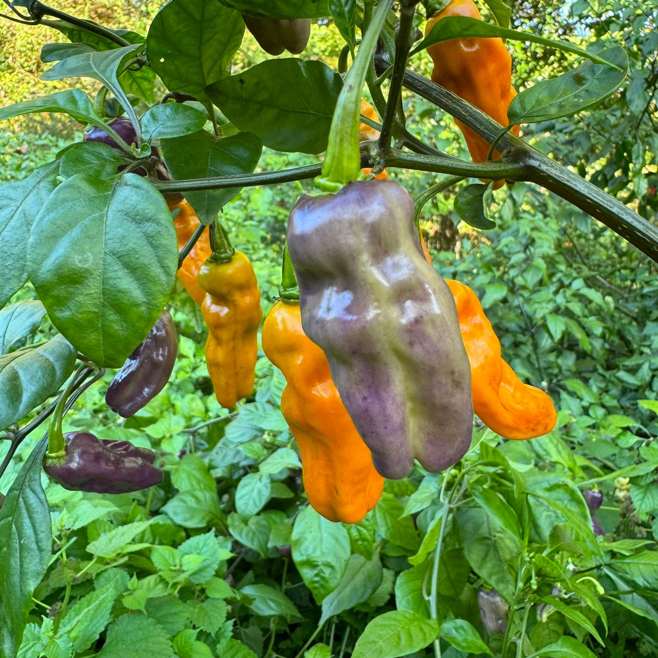 Fruitgum Multicolored - Seeds