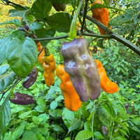 Fruitgum Multicolored - Seeds