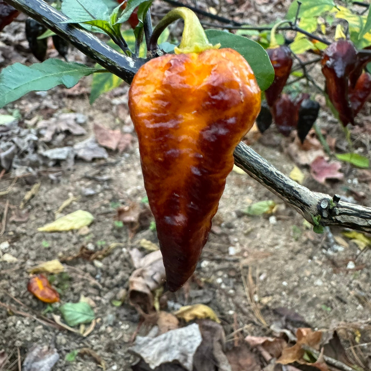 Leopard Reaper Gold - Seeds