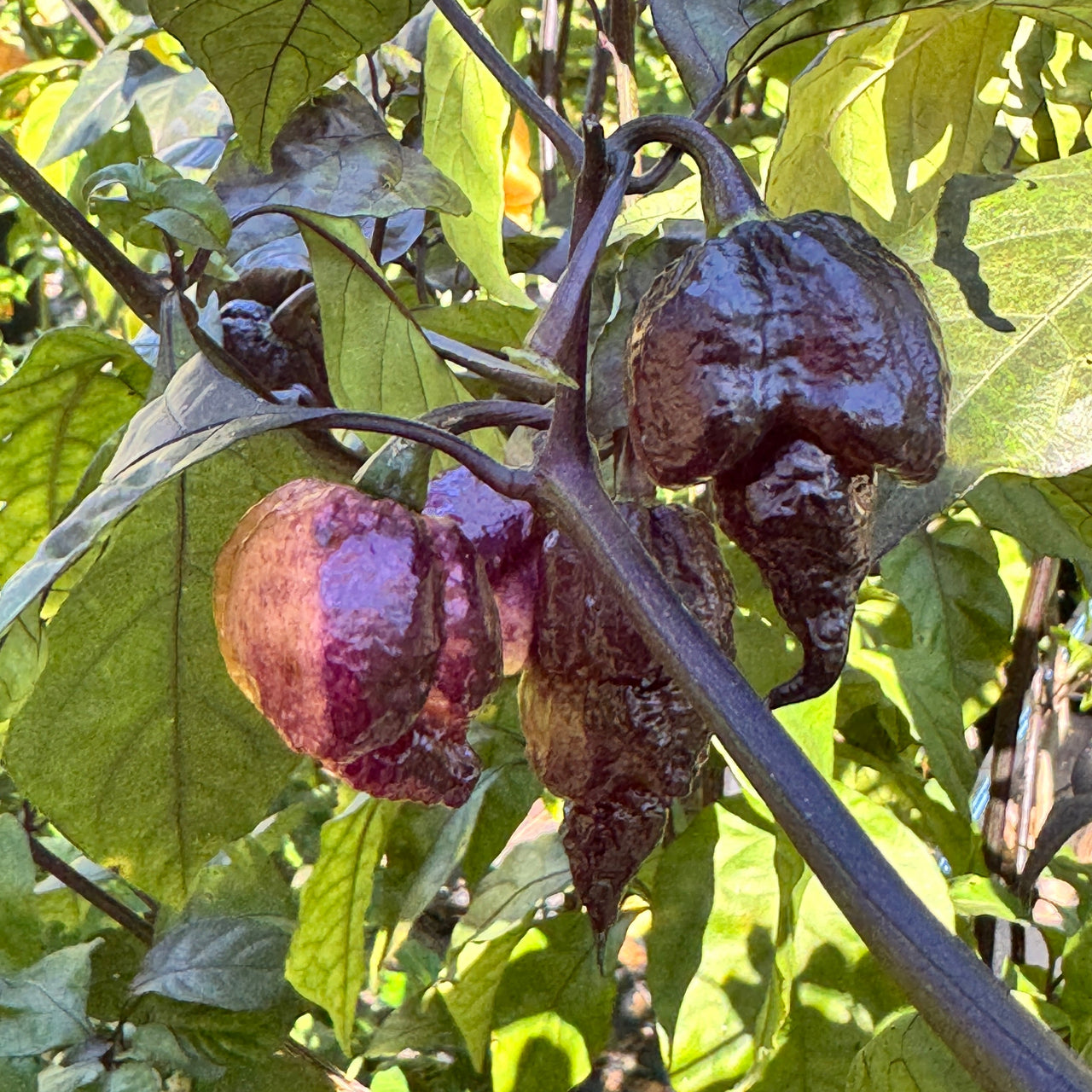 Peach Reaper DS - Seeds