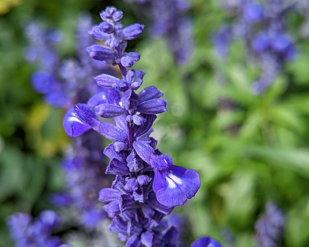 Victoria Blue Salvia Seeds