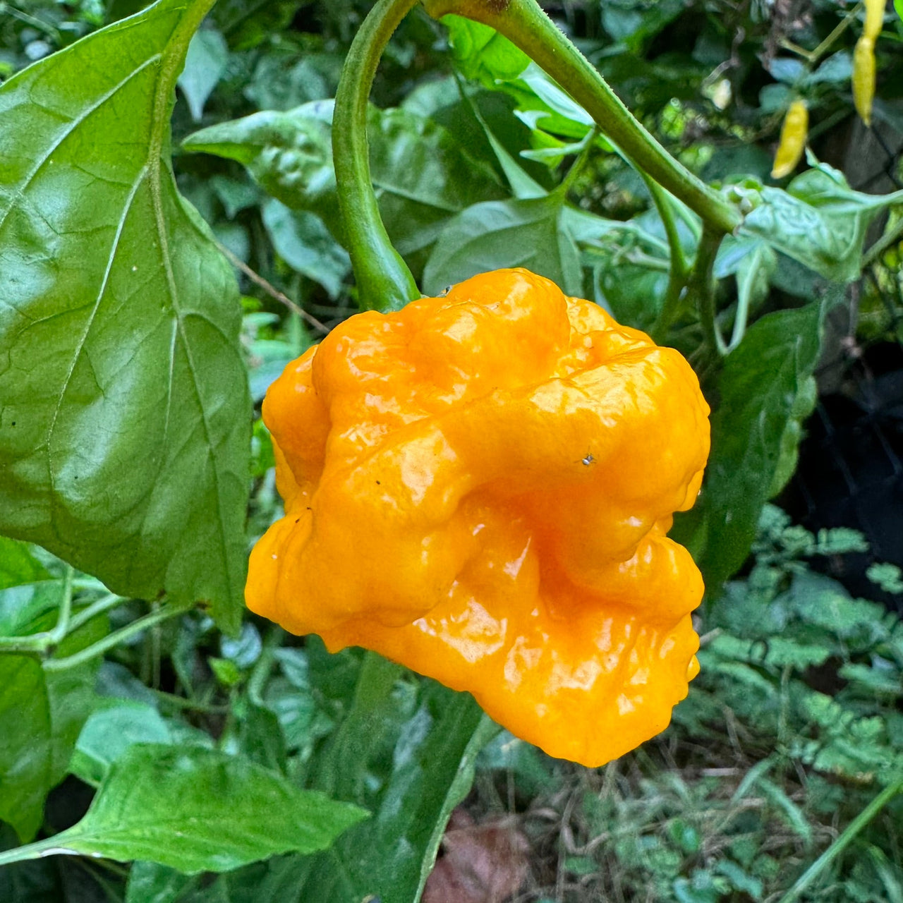 Scotch Brains XCP - Seeds