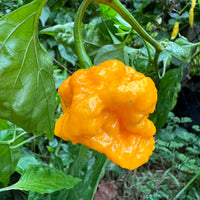 Scotch Brains XCP - Seeds