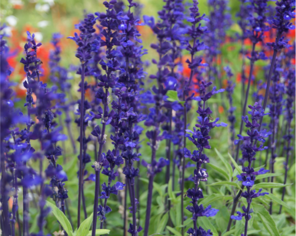 Victoria Blue Salvia Seeds