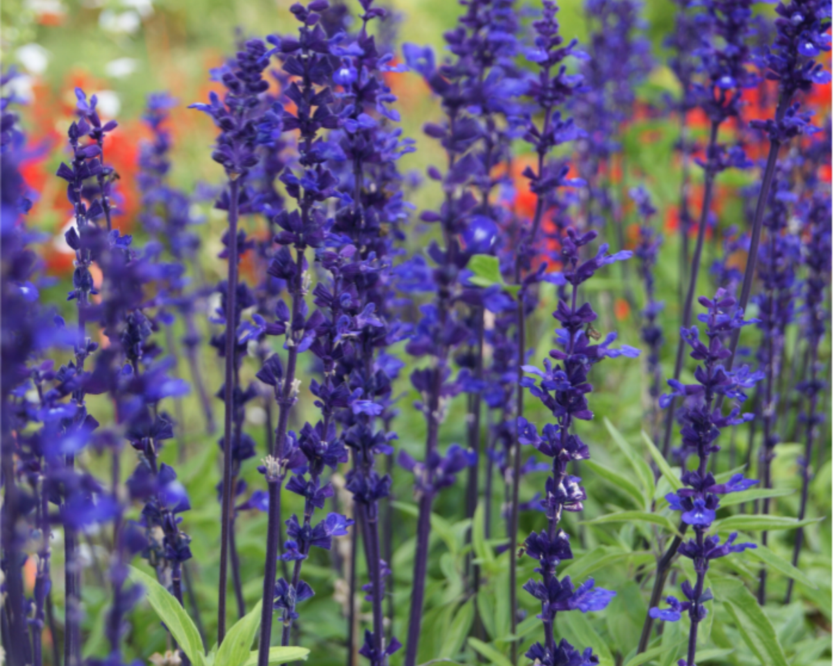 Victoria Blue Salvia Seeds
