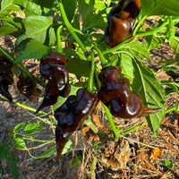 Trinidad Scorpion X Congo Chocolate - Seeds