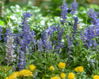 Victoria Blue Salvia Seeds