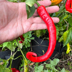 Cayenne Ristra - Seeds