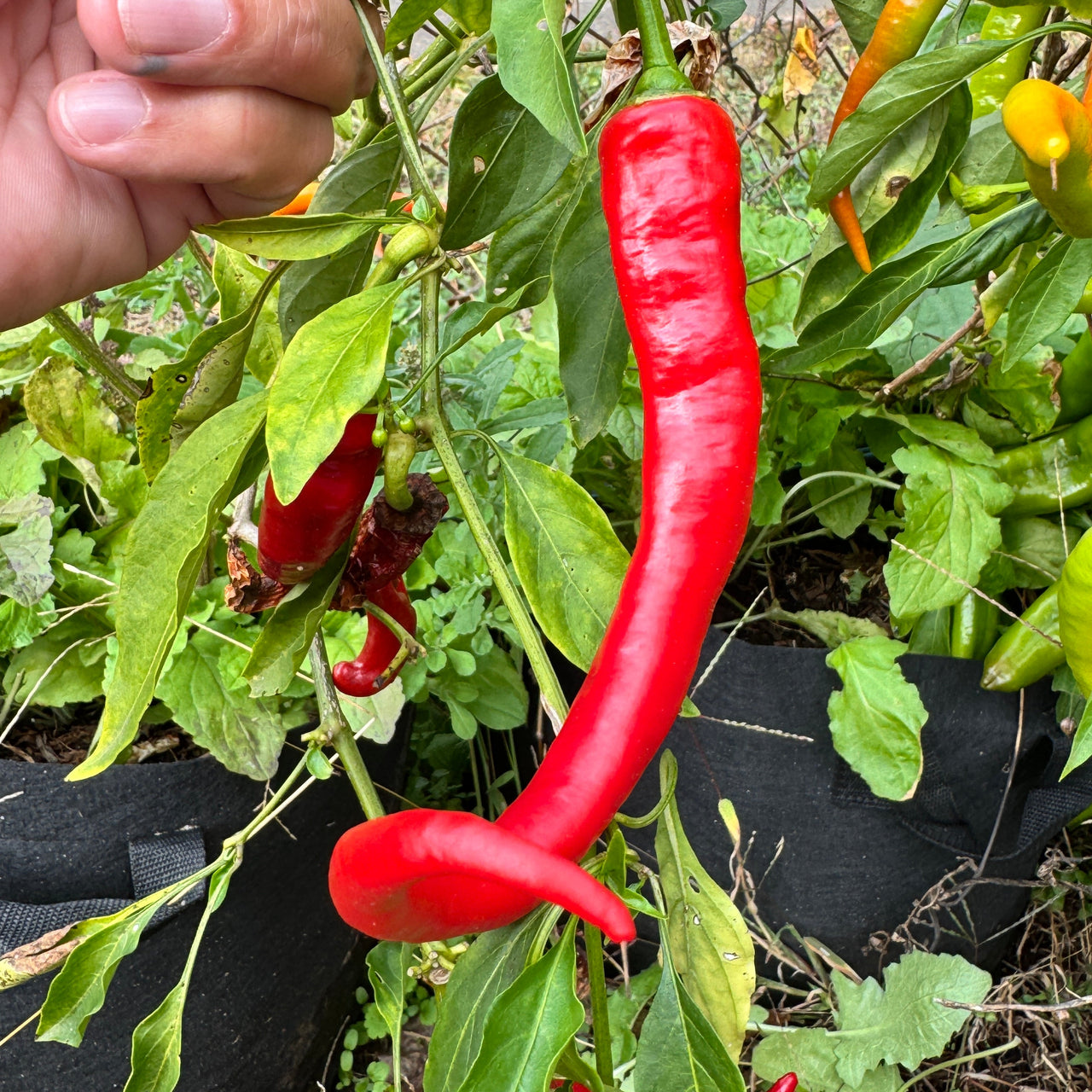 Cayenne Ristra - Seeds