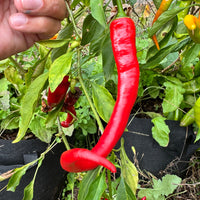 Cayenne Ristra - Seeds