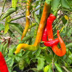 Cayenne Ristra - Seeds