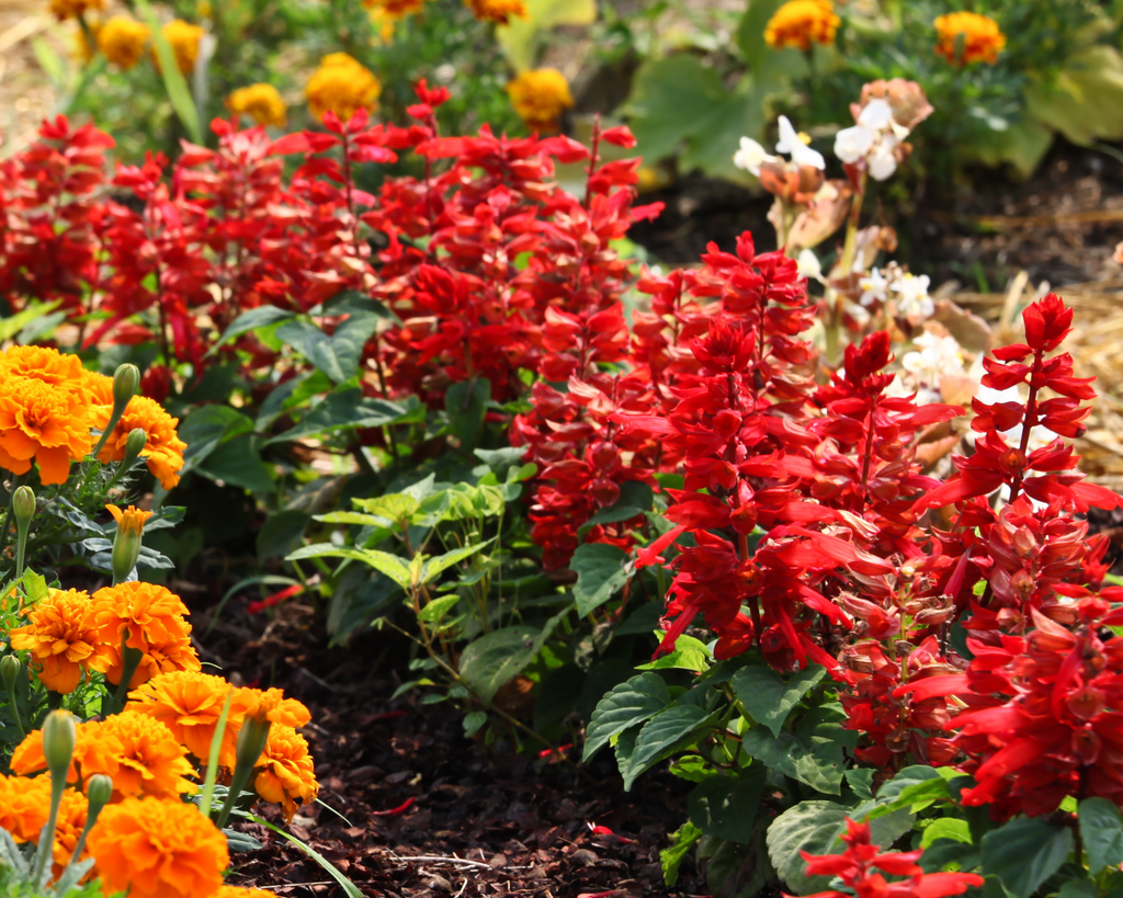 Flare Salvia Seeds